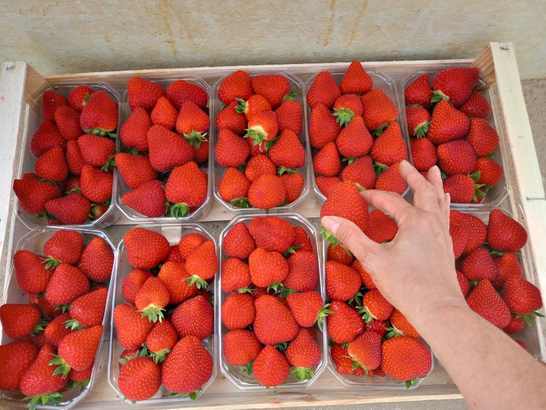 Gorgées de saveur et en plus elles sont énormes ces délicieuses fraises arrosées à l'eau ozonée. Ça fait toute la différence !